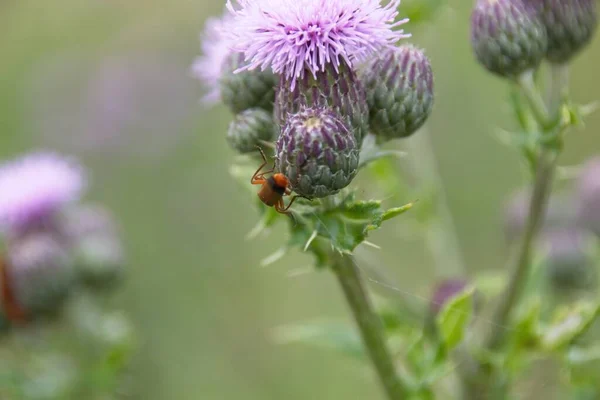 Biene Auf Einer Blume — Stockfoto