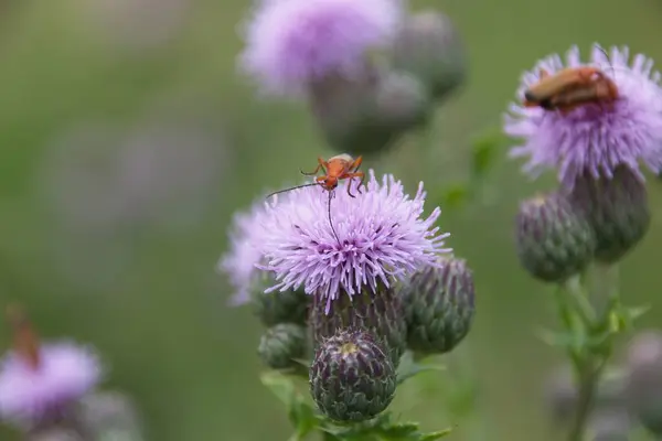 Μέλισσα Λουλούδι — Φωτογραφία Αρχείου