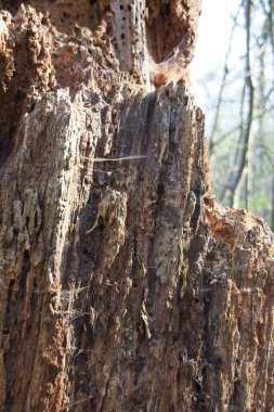 Gökyüzüne karşı eski bir ağaç gövdesi