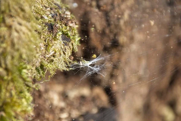 Spinnennetz Mit Tautropfen — Stockfoto