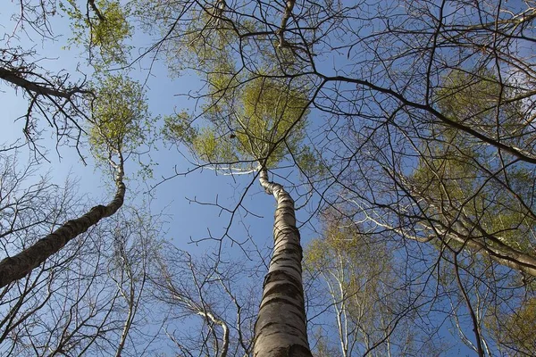 Δέντρα Στον Ουρανό — Φωτογραφία Αρχείου