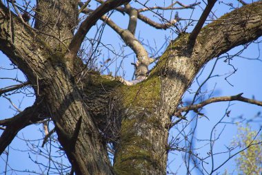 Mavi gökyüzüne karşı dallar