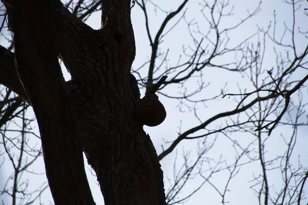 Branches Contre Ciel Bleu — Photo