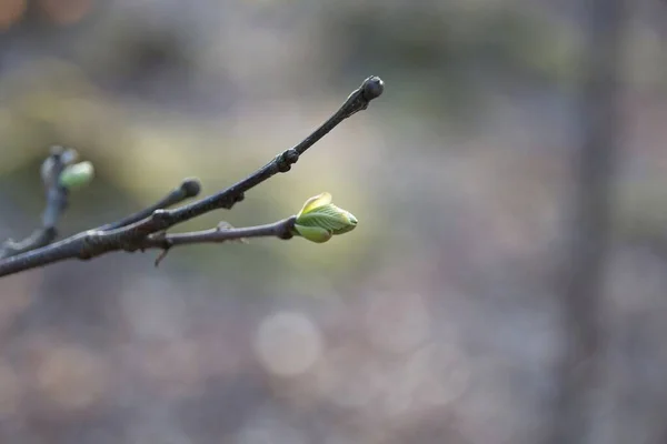 Knospen Auf Einem Zweig — Stockfoto