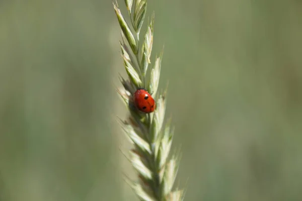 Mariquita Una Brizna Hierba —  Fotos de Stock