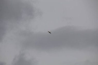 Gökyüzündeki kuş