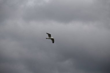 Gökyüzündeki kuş