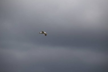 Gökyüzündeki kuş