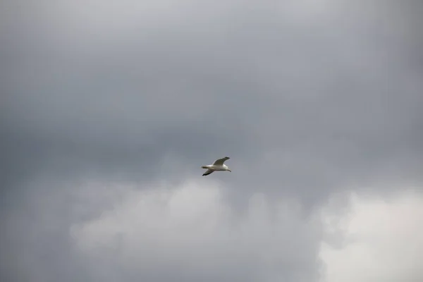 Pássaro Céu — Fotografia de Stock