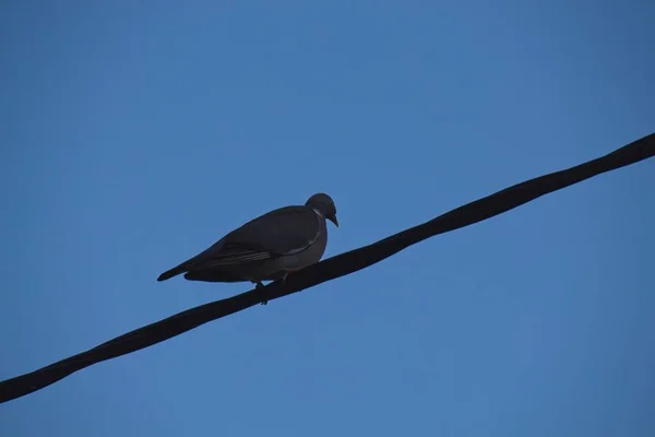 ワイヤーの上の鳥 — ストック写真