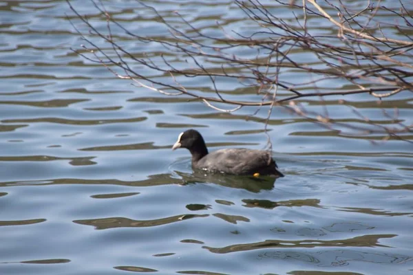 Ente Auf Dem Wasser — Stockfoto