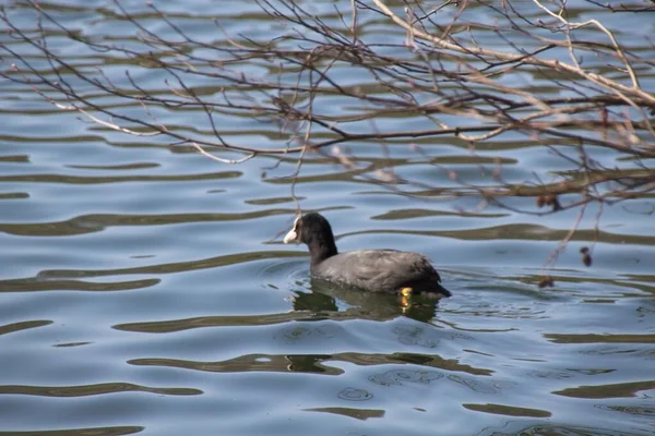 Ente Auf Dem Wasser — Stockfoto