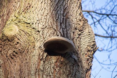 Ağaç gövdesini kapat