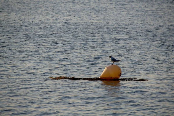 a bird in a boat