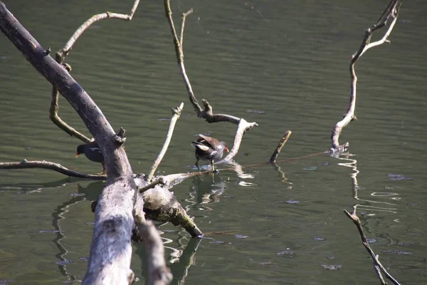 Canard Sur Eau — Photo