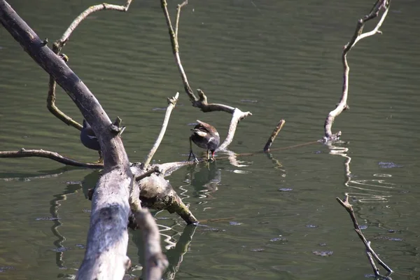 Canard Sur Eau — Photo