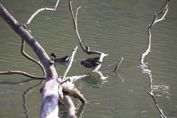 Ente Auf Dem Wasser — Stockfoto