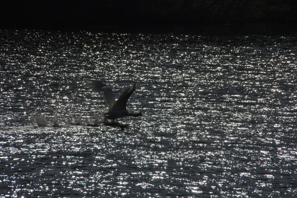 Swans Lake — Stock Photo, Image