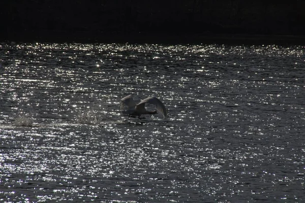 Cygnes Sur Lac — Photo