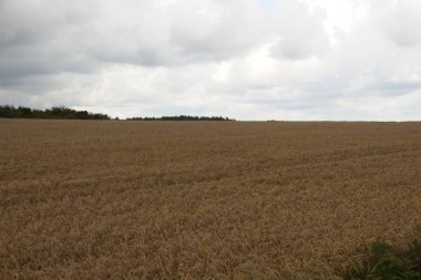Yazın buğday tarlası