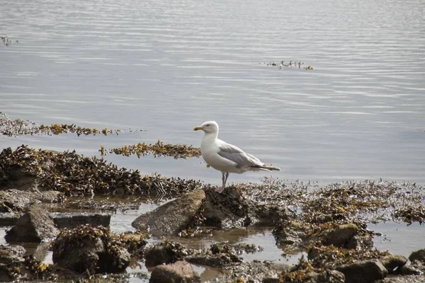 Mouette Sur Plage — Photo