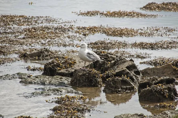 Möwe Strand — Stockfoto