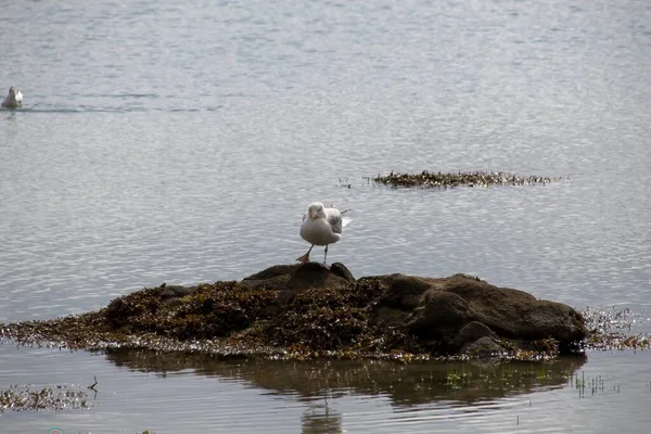 Seagull Beach — Stock Photo, Image