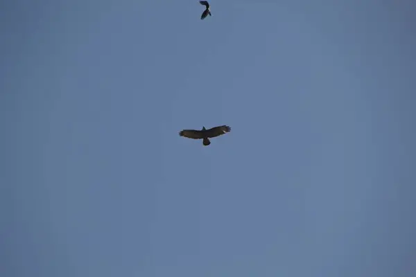 Vogel Himmel — Stockfoto