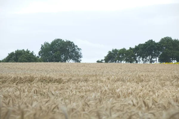 Wheat Field Summer — Stock Photo, Image