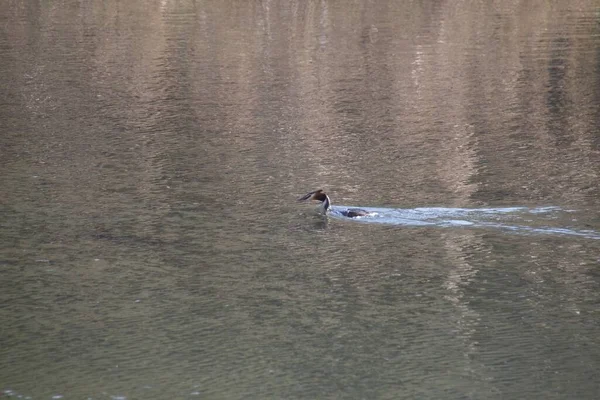 Vogel Spielt Wasser — Stockfoto