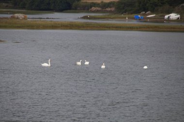 Bir sürü Kuğu Gölü