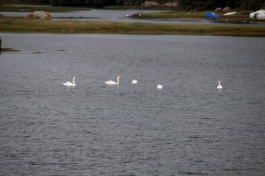 Bir sürü Kuğu Gölü
