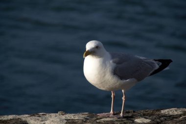 Kayalıklarda martı