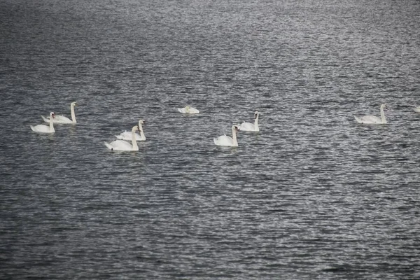 Flock Swans Lake — Stock Photo, Image