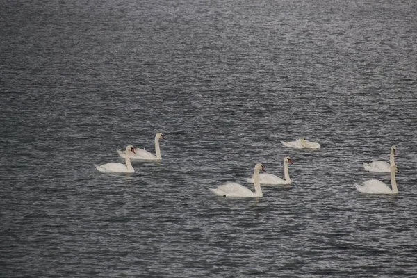 Flock Swans Lake — Stock Photo, Image