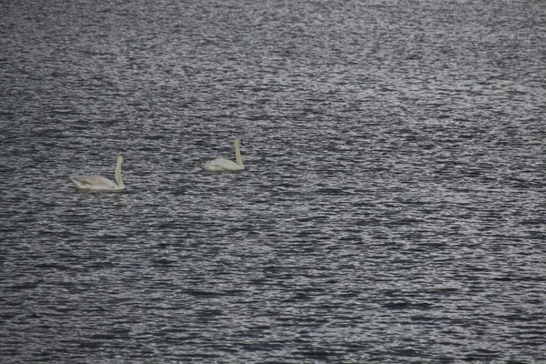 Зграя Лебедів Озері — стокове фото