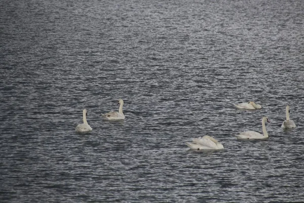 Una Bandada Cisnes Lago — Foto de Stock