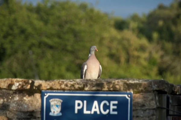 Vogel Auf Den Felsen — Stockfoto