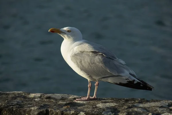 Möwe Auf Den Felsen — Stockfoto