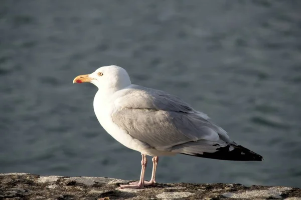 Seagull Rocks — Stock Photo, Image