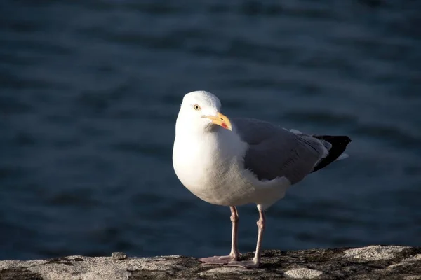 Möwe Auf Den Felsen — Stockfoto