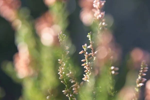 Close Grass — Stock Photo, Image