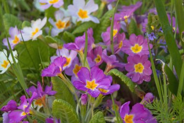 mor ve beyaz crocus çiçekleri