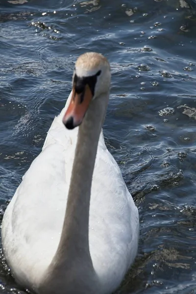 Cisne Lago — Fotografia de Stock