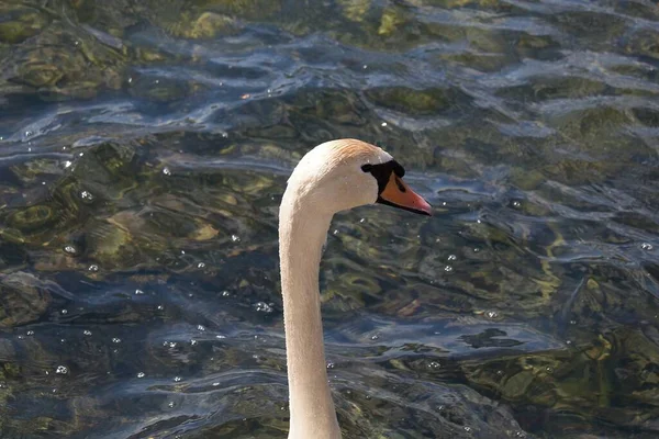 Lebădă Lac — Fotografie, imagine de stoc