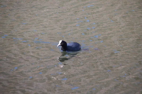 Ente Wasser — Stockfoto