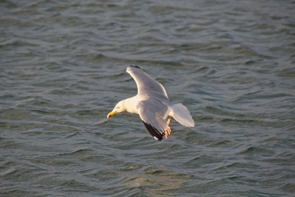 Mouette Dans Mer — Photo