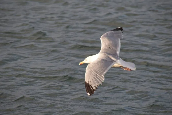 Mouette Dans Mer — Photo