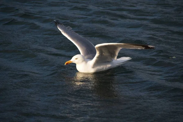 Gabbiano Nel Mare — Foto Stock