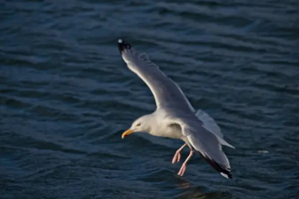 Mouette Dans Mer — Photo